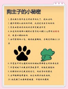 狗狗犯错别惩罚，抓住时机正引导，耐心爱让它好（小狗的奖励和惩罚）