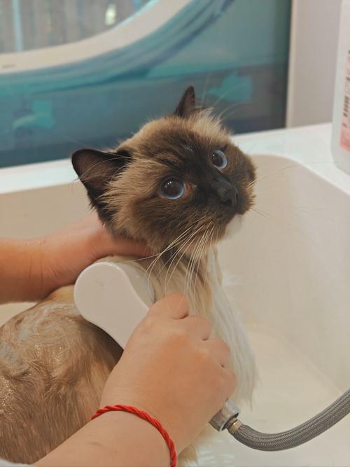 小猫洗澡水温水位，专用沐浴露，冲净吹干安抚（小猫洗澡）