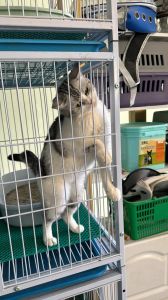 猫咪关笼焦虑？放熟悉物，定时放风，温柔安抚（小猫不听话关在笼子里）