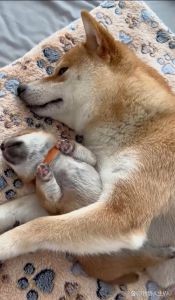小狗狗窝里睡姿安，注意睡眠健康关爱（年下忠犬小狗狗在窝里睡）