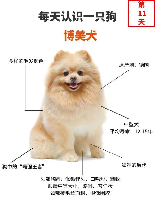 博美犬睡眠长？幼犬成犬睡多久？（博美狗一天睡几个小时）