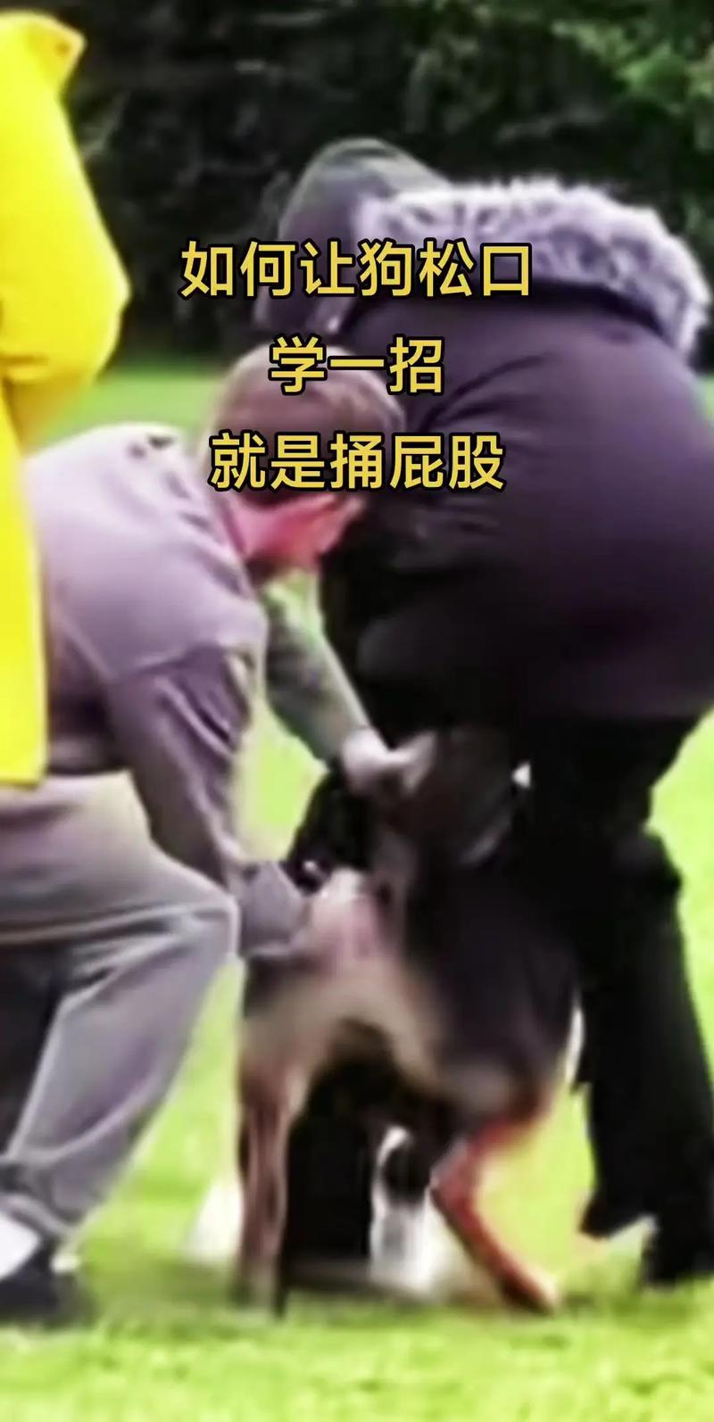 狗狗咬人怎么办？幼犬与成犬纠正妙招（狗咬人怎么教训狗狗）