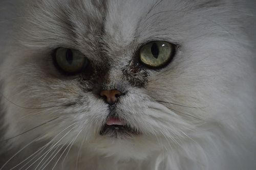 小猫眼部分泌物多？别慌，正确处理保健康（20天小猫眼睛分泌物粘住）