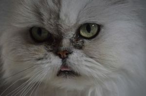 小猫眼部分泌物多？别慌，正确处理保健康（20天小猫眼睛分泌物粘住）