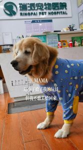 狗狗胆小？耐心引导帮它克服恐惧（狗狗太胆小了怎么办）