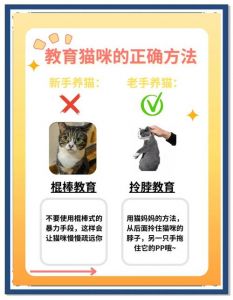 管好猫咪调皮，别打骂，教它就好（如何惩罚不听话的猫）