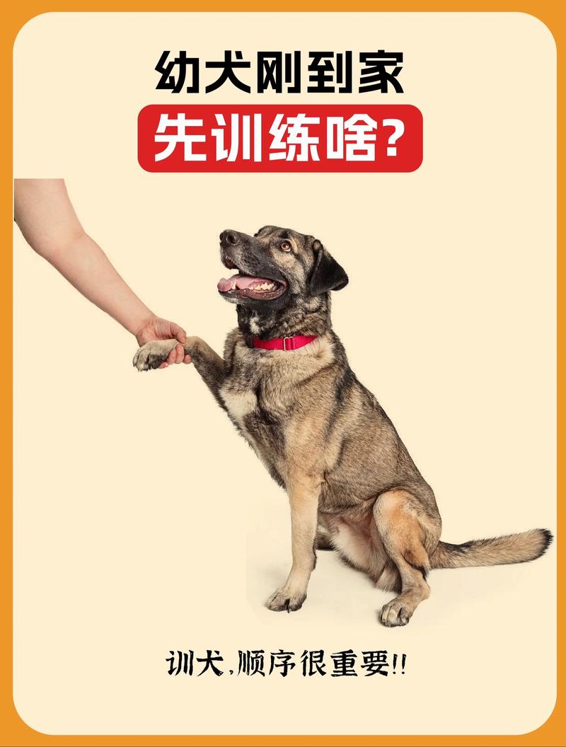 训狗要耐心，正向奖励是关键（训狗就像呼吸一样简单）