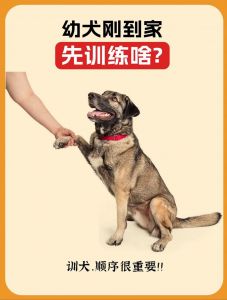 训狗要耐心，正向奖励是关键（训狗就像呼吸一样简单）