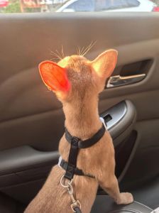 狗善解人意易驯服，猫倔强独立难懂（猫是不是没有办法像狗一样训练）
