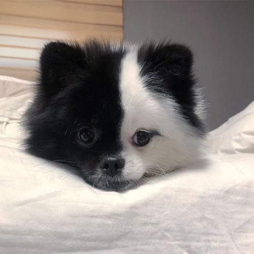 阴阳脸小博美犬，萌态可爱（小狗狗照片半黑半白）