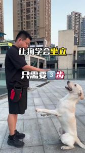 训练狗狗先建立信任，多陪伴，耐心教导（训练狗狗的技巧）