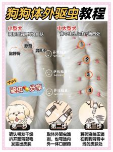 选对驱虫药，狗狗更健康（狗狗驱虫注意事项）