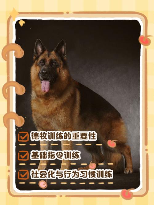 奖励代替打骂，增进主宠关系（训狗的正确方法和技巧）