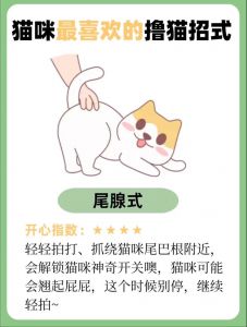 顺应猫咪天性，用奖励抓板改掉乱抓习惯（把猫训练听话的诀窍）
