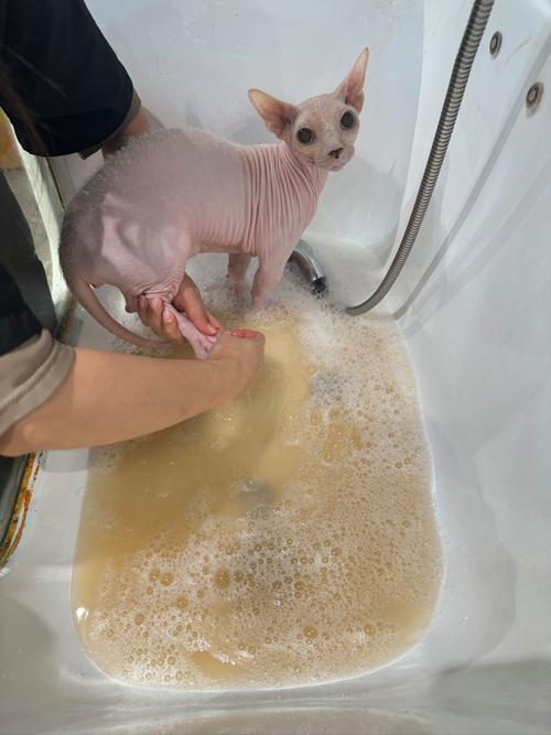 小猫洗澡前准备及注意事项（小猫洗澡的正确方法）