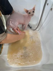 小猫洗澡前准备及注意事项（小猫洗澡的正确方法）