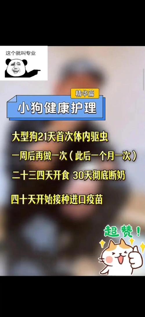 幼犬驱虫时间及注意事项（小狗多大做第一次驱虫）