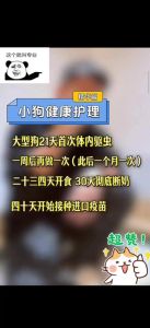 幼犬驱虫时间及注意事项（小狗多大做第一次驱虫）