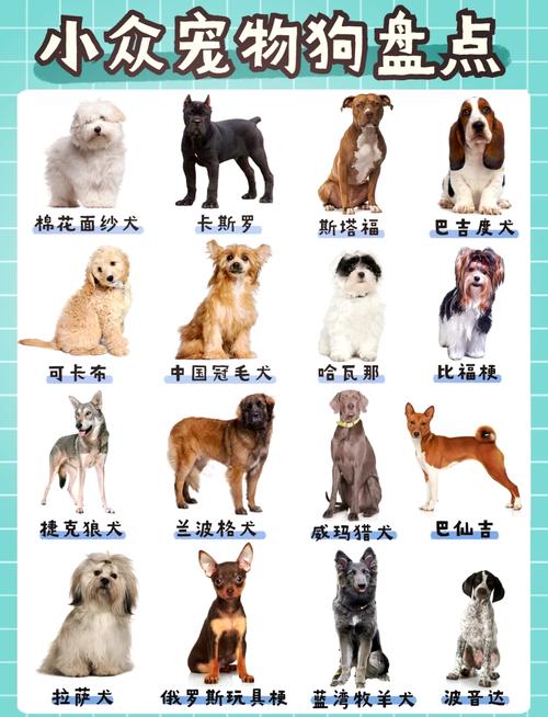 贵宾哈士奇藏獒等，各有特色！（狗狗品种大全图解）