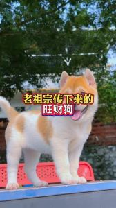 富豪争相购百万藏獒等名犬，彰显身份与奢华追求（有钱人最喜欢养的狗）