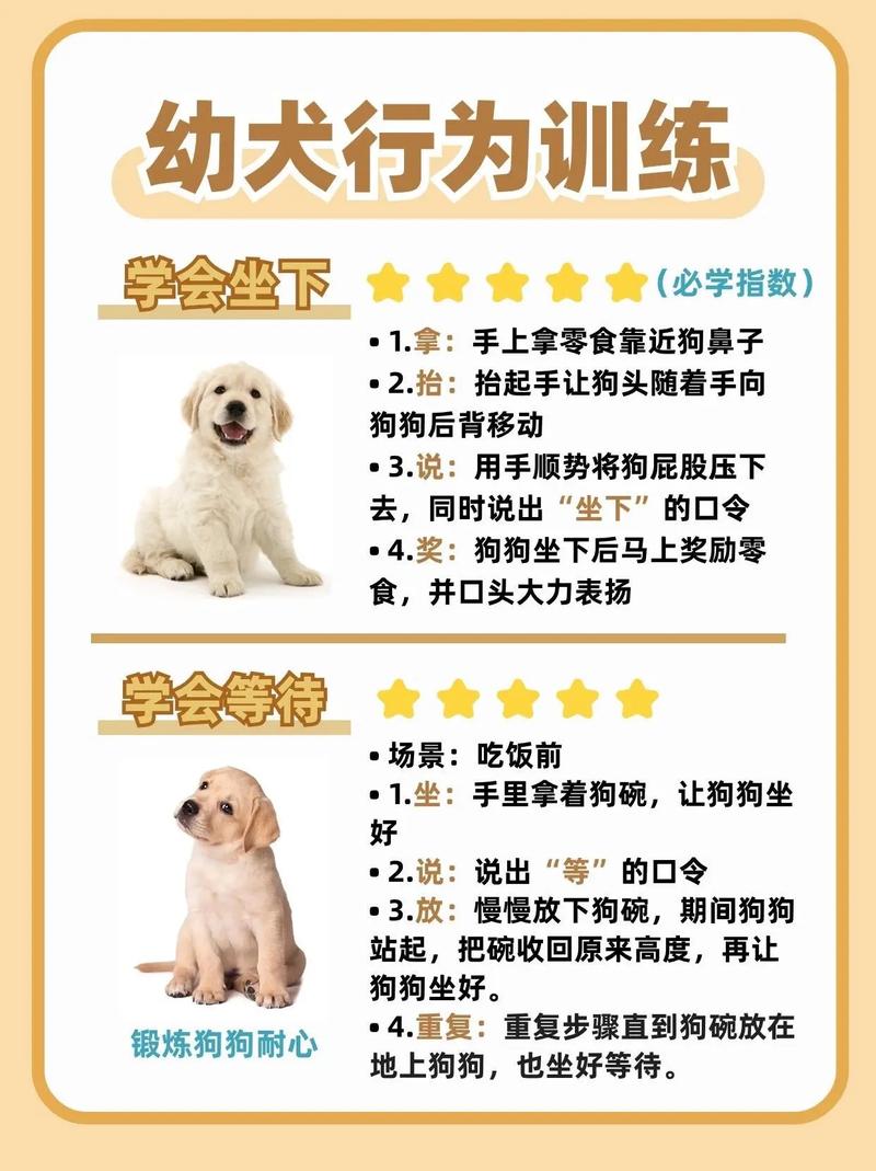 8个月黄金期，狗狗易训好习惯（狗狗几个月开始教技能）