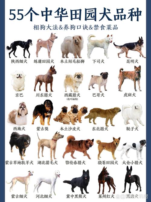 狗狗凶主人的原因和解决方法（狗狗凶主人的解决方法）