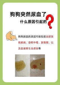 速除狗尿渍，白醋生物酶除味分解，预防定点通风（地上的狗尿渍怎么去除）