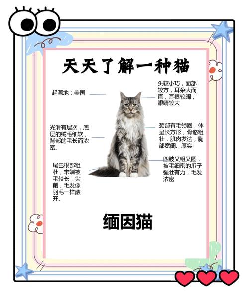 猫咪越养越亲人，科学原因（为什么猫越养越亲人）