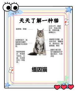 猫咪越养越亲人，科学原因（为什么猫越养越亲人）