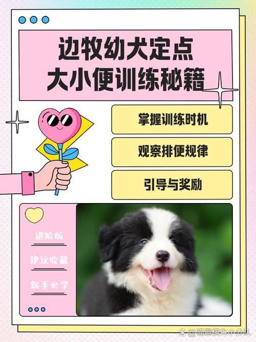 狗狗定点上厕所训练方法（1-3个月狗狗怎么训练上厕所）