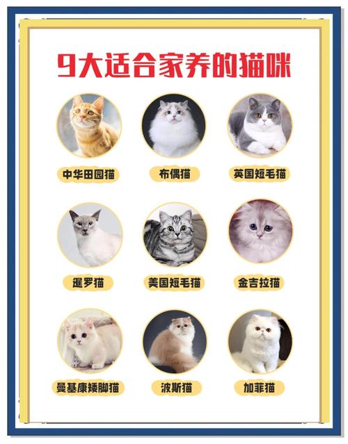 选好养听话猫？看看中华田园猫英短布偶金吉拉！（什么猫最好养最听话乖）
