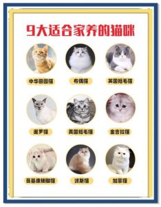选好养听话猫？看看中华田园猫英短布偶金吉拉！（什么猫最好养最听话乖）