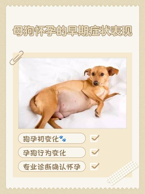 小茹照看母狗崽，日记记流浪狗蜕变（妈妈怀了狗崽生下狗崽最新章节列表）