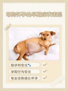 小茹照看母狗崽，日记记流浪狗蜕变（妈妈怀了狗崽生下狗崽最新章节列表）