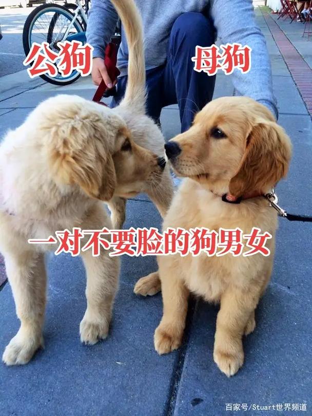 亲密撒娇还是依赖？（男生当女生的小狗）