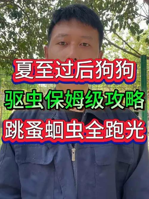 狗狗驱虫频率灵活调整指南（狗狗一般多久一次内驱）