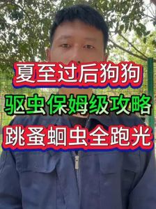 狗狗驱虫频率灵活调整指南（狗狗一般多久一次内驱）