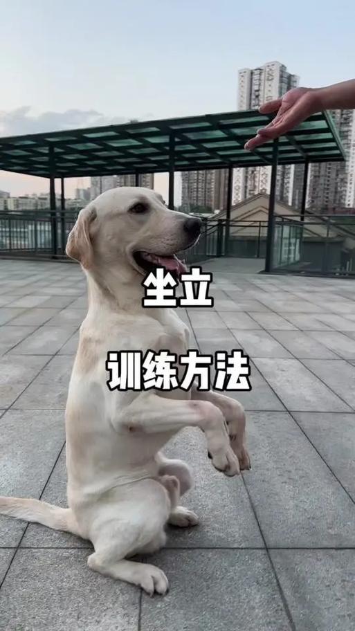 科学手势口令训狗，提升主狗情谊（训狗口令和手势图解教程）