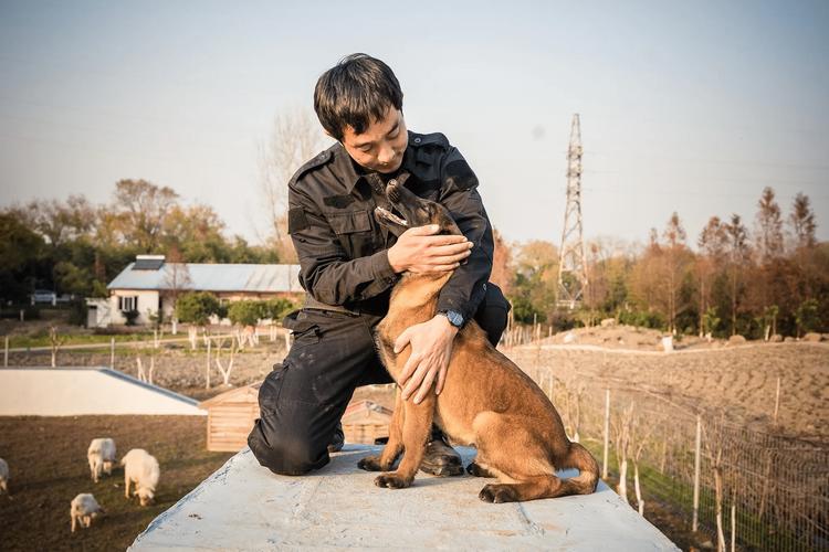 美女训犬师科学驯比特犬，真实经验胜表演！（美女训狗师在家训练比特犬）