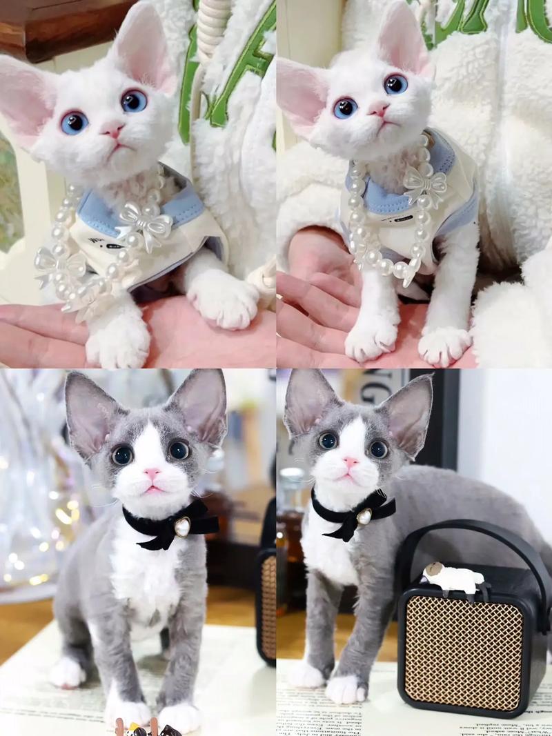 选对猫咪性格,找到最合拍的伴侣(什么猫最好养最听话乖) 选对猫咪性格,找到最合拍的伴侣(什么猫最好养最听话乖)