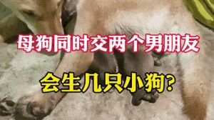 狗狗靠气味认你，温柔互动加耐心陪伴最管用（主人和小母狗的相处方式）