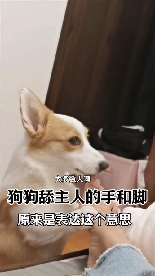 爱的本能与信任（小狗主人被打后舔主人手）