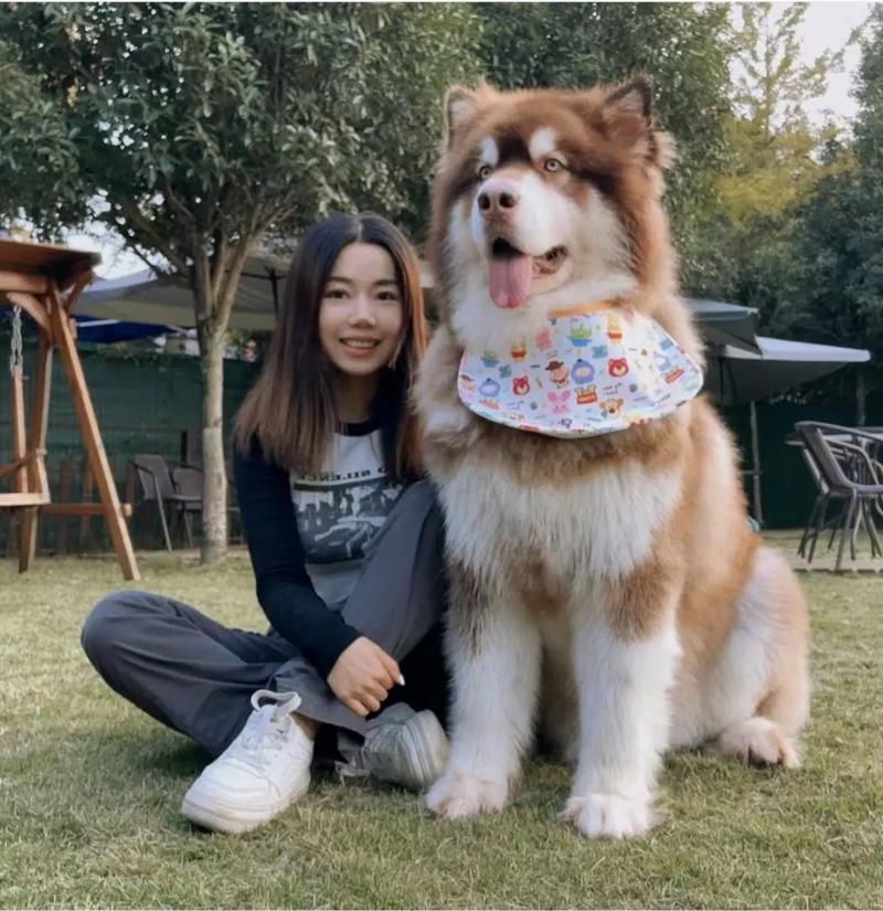 温馨陪伴，缓解压力的好伙伴（狗和美女配对成功）