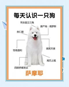 农村狗认主忠诚，城市也很受欢迎，需适当训练（不需要管教认主人的狗）