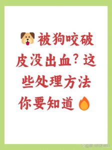 小奶狗咬人怎么办？主人应对指南（小奶狗咬人怎么办怎么教）