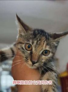 猫咪越亲人，越懂你（为什么猫越养越亲人）