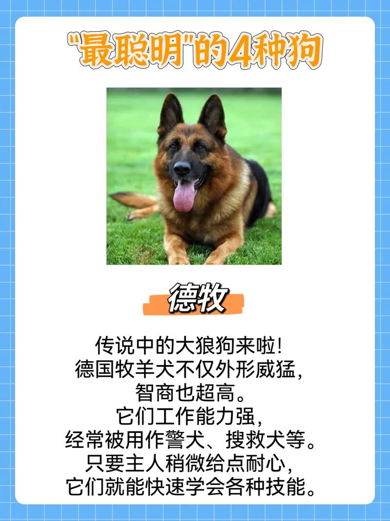 聪明小狗怎么挑？看品种训练和个体差异（怎样挑选一个聪明的小狗）