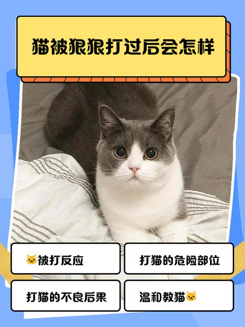 打猫后它变乖，暴力真管用吗？（把猫打了一顿变听话了）