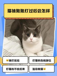 打猫后它变乖，暴力真管用吗？（把猫打了一顿变听话了）