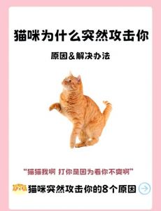 停止打猫！用正向强化重建信任，和谐相处（猫咪不听话把它暴打一顿怎么办）